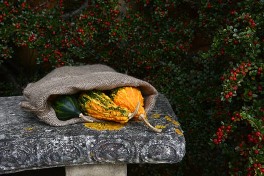 Three brightly coloured ornamental squashes in a hessian sack on a stone bench, surrounded by cotoneaster berries