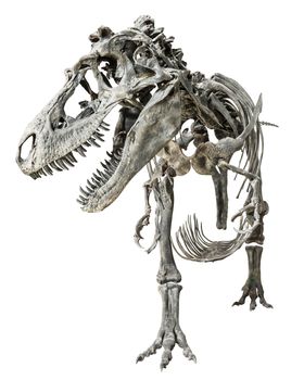 Tyrannosaurus Rex skeleton on isolated background .