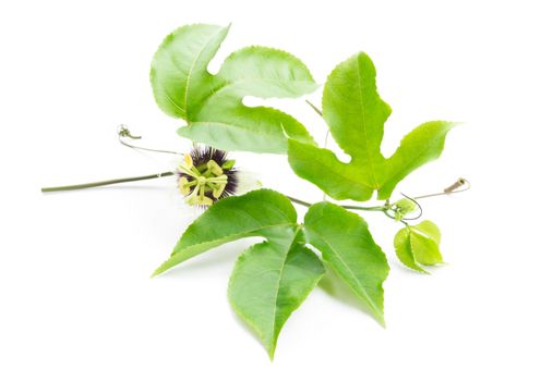 Green leaves and brace of passion fruit with flower on white background