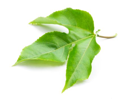 Green leaves of passion fruit on white background