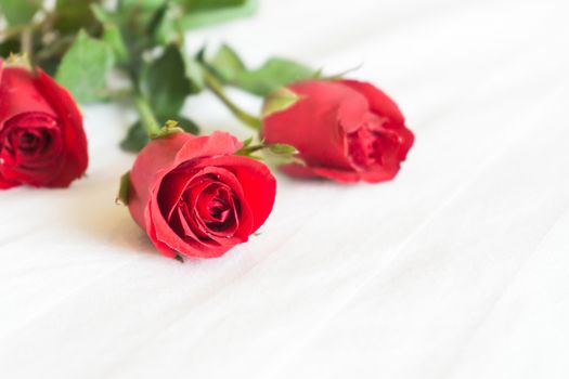 Closeup red rose on white bed background, love and romantic feeling concept