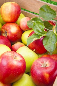 Green and red apples in a wooden box, fresh fruits