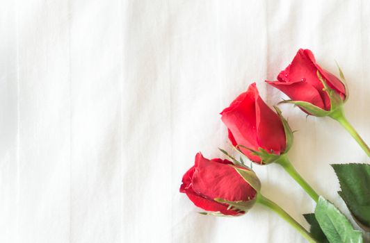 Closeup red rose on white bed background, love and romantic feeling concept