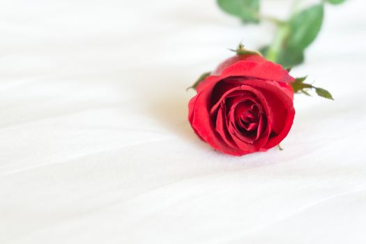 Closeup red rose on white bed background, love and romantic feeling concept