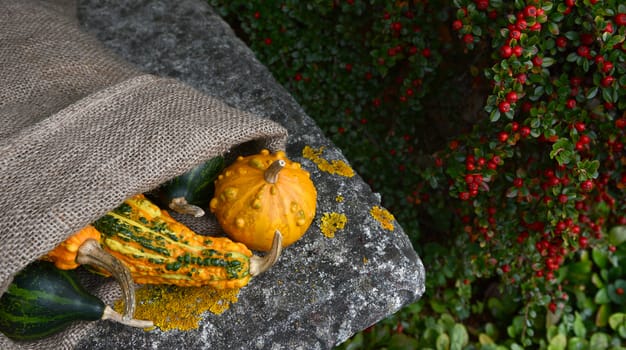 Hessian sack of unusual warty orange and green gourds on the corner of a stone garden seat