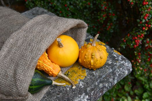 Warty ornamental gourd with jute sack of colourful squashes on a lichen-covered stone seat