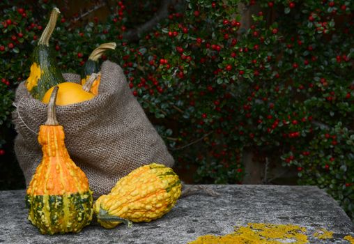 Jute sack of ornamental gourds and warty squashes with copy space on a weathered stone bench