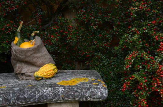 Stone bench with hessian sack full of ornamental gourds, copy space on cotoneaster bush with red berries 