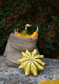 Striped Crown of Thorns gourd with full sack of ornamental squashes on a stone seat, against background of red cotoneaster berries
