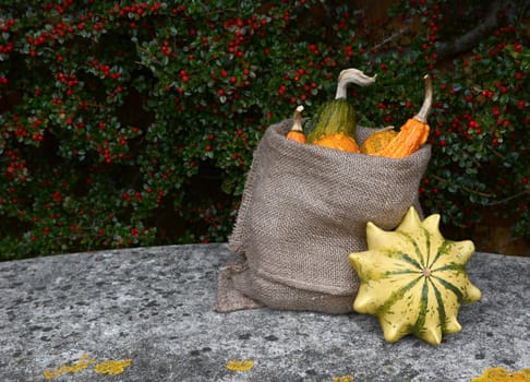 Full sack of orange and green ornamental gourds, with striped Crown of Thorns squash on stone bench with copy space