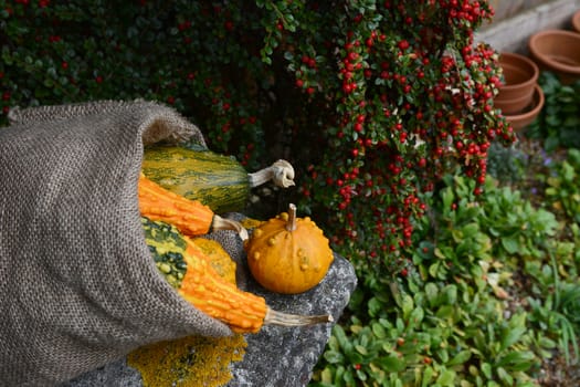 Rough hessian sack of warty ornamental gourds on a stone bench in an autumnal garden