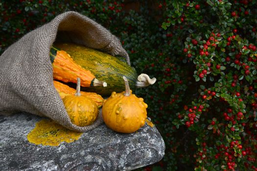 Jute sack overflowing with orange and green warty gourds on a weathered stone bench, next to cotoneaster bush