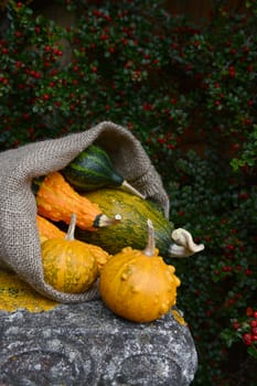 Hessian sack spilling out green and orange warty ornamental gourds against cotoneaster bush background