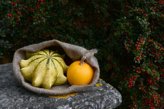 Open hessian sack with Crown of Thorns and smooth orange gourds on weathered stone bench, against red cotoneaster berries 