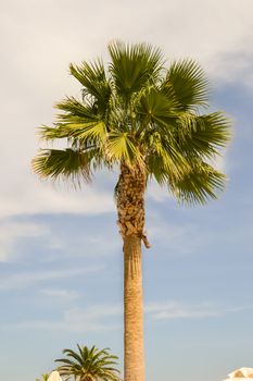 Isolated palm tree in a garden of the island of Crete