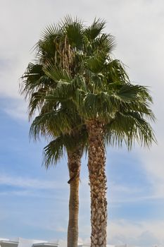 Isolated palm tree in a garden of the island of Crete