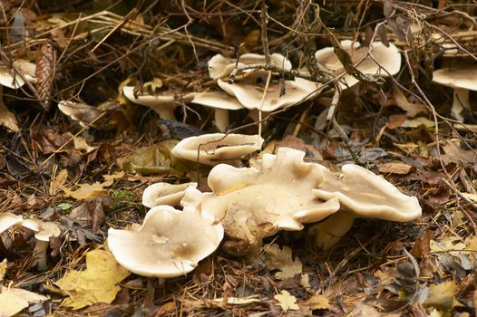Mushrooms in the autumn forest in Estonia