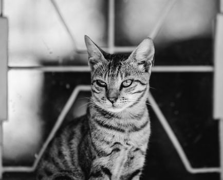 Young cat in black and white