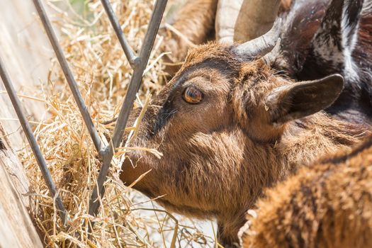 Brown goat eating hay - Selective focus on the eye