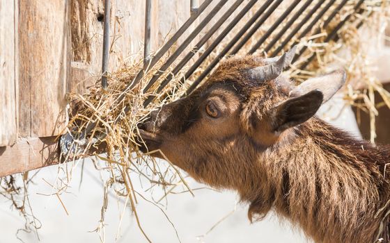Brown goat eating hay - Selective focus on the eye