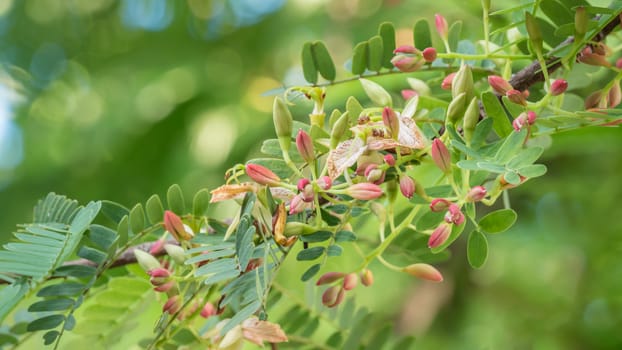 close up tamarind flower blooming on the tree