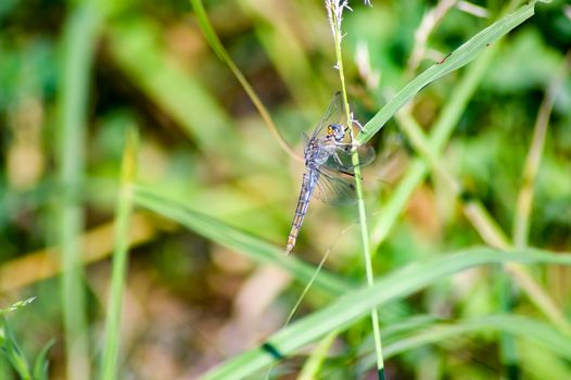 Transparent dragonfly on a stem with a green background