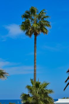 Isolated palm tree in a garden of the island of Crete