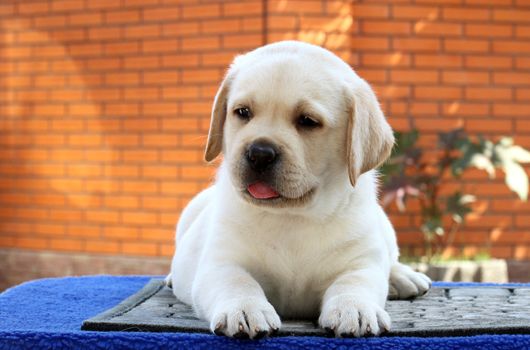 a little yellow labrador puppy sitting on blue background