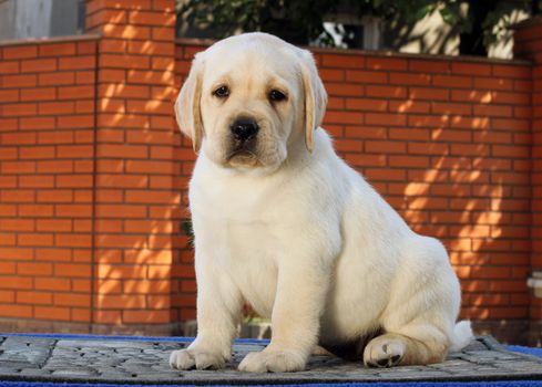 the little yellow labrador puppy sitting on blue background