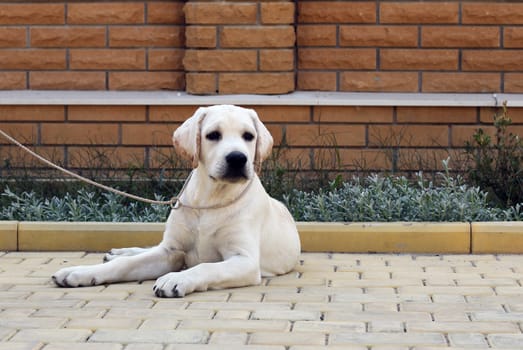 the little yellow labrador puppy sitting in the park