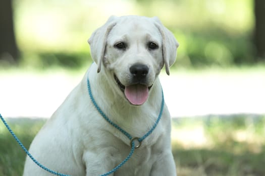 a little yellow labrador puppy sitting in the park
