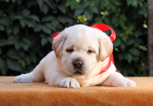 little yellow labrador puppy sitting on yellow background