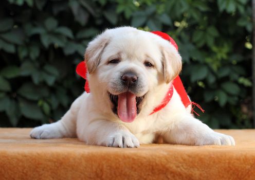 a little yellow labrador puppy sitting on yellow background