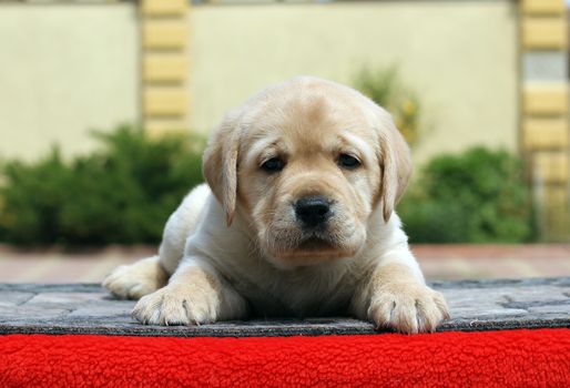 the little yellow labrador puppy sitting on red background