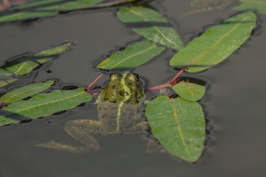 Frog in the water between leaves