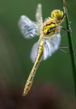 Closeup of a dragonfly in the grass