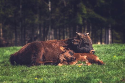 Mother cow and calf lying in a meadow
