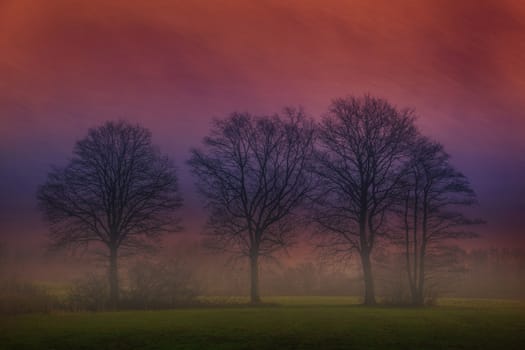 A group of trees with picturesque effect
