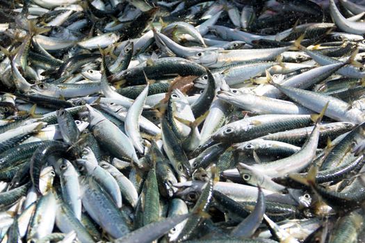 Fish for sale at wholesale fish market in Costa Caparica, Portugal.