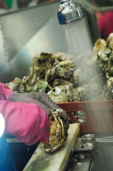 Pacific Oysters Grande cleaning before cooking at fish market in Sydney, New South Wales, Australia 