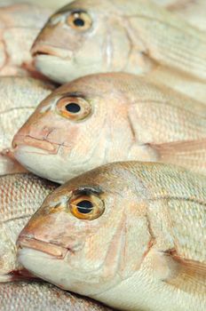 Plate Size New Nealand Snapper fish at fish market in Sydney, New South Wales, Australia