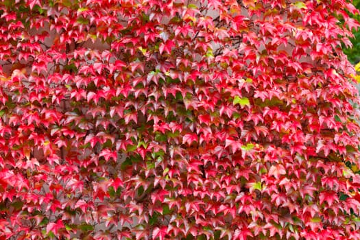 fall autumn background with red leaves