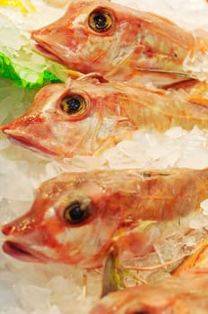 Fresh Latchet fish at fish market in Sydney, New South Wales, Australia