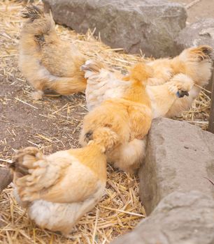 Brown Silky Australian Chicken In A Coop