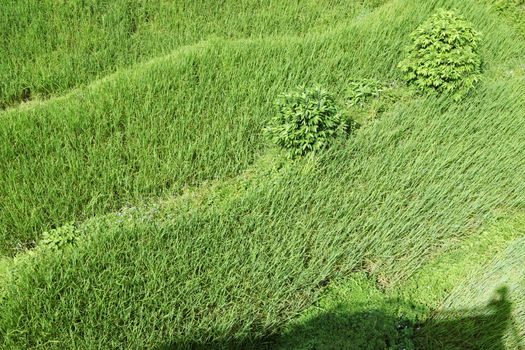 Bright green wavy grass and shrubs with shadows, top view