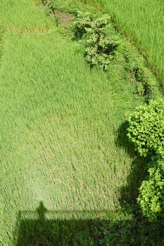 Bright green wavy grass and shrubs with shadows, top view