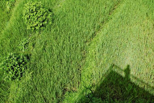 Bright green wavy grass and shrubs with shadows, top view