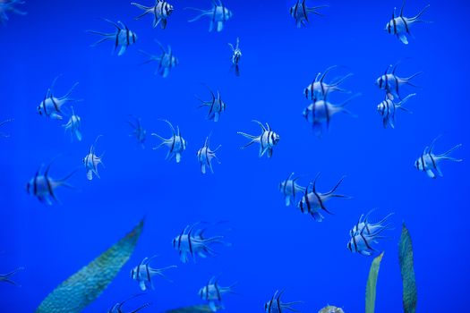 Different marine animals from oceanarium