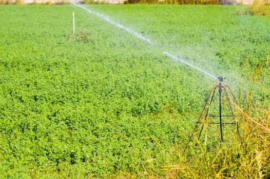 Automatic irrigation of crop fields in Creta