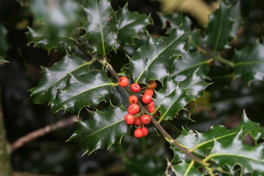 Holly bush with red berries